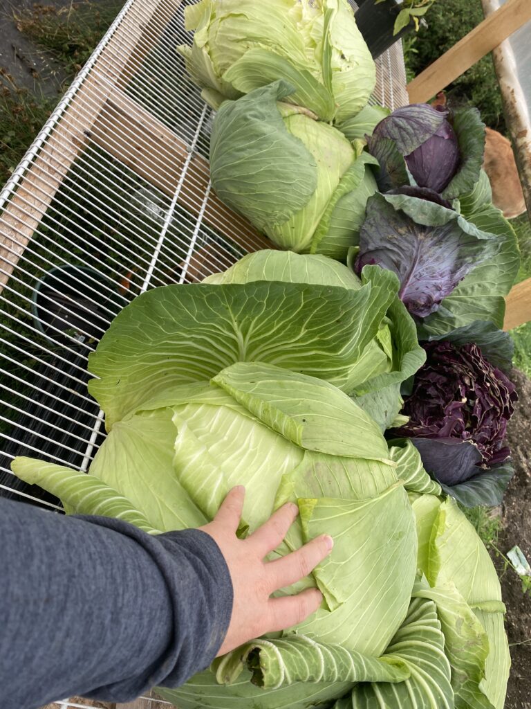 Giant cabbage