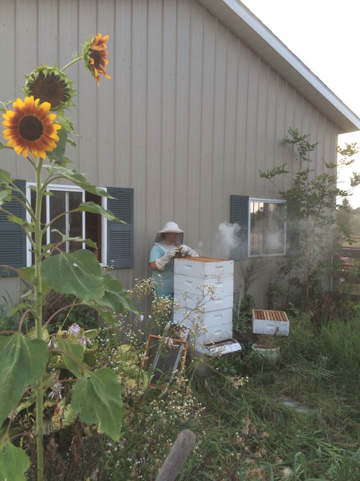 Beginner beekeeping
