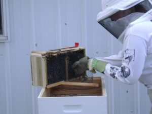 Installing first beehive package of bees