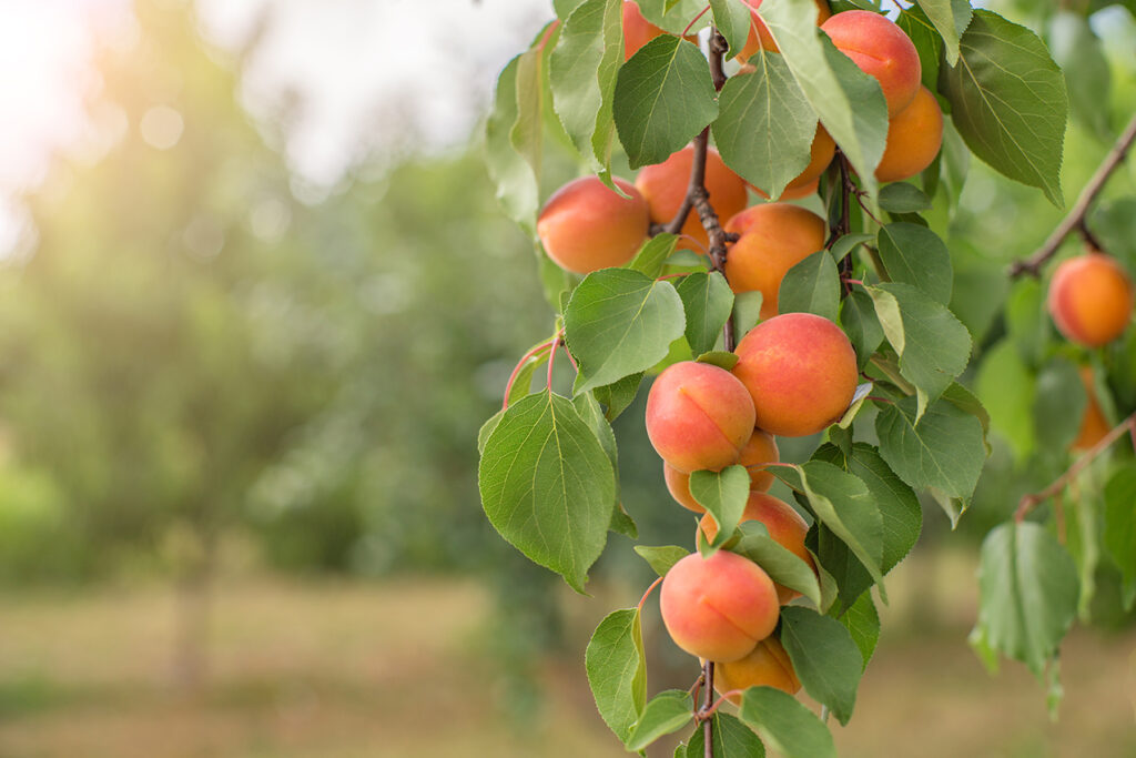 Ripe apricots in fruit tree