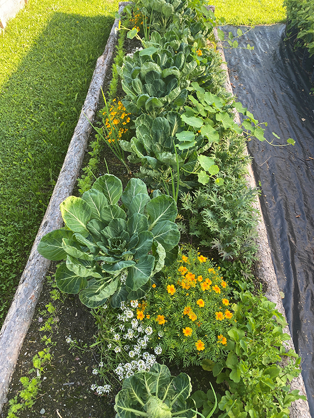 Plant flowers in vegetable garden