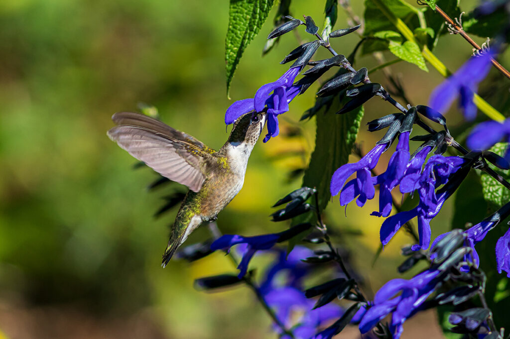 Hummingbird getting nectar from salvia flower
