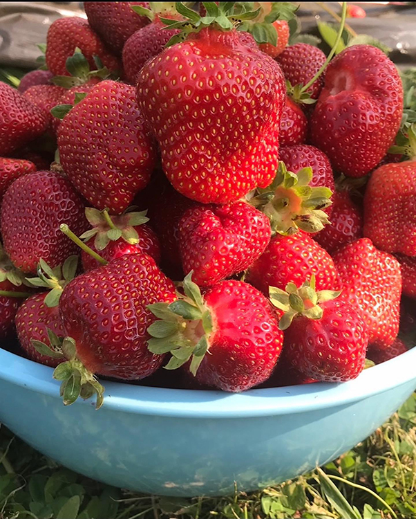 Growing strawberries at home: Homegrown berries in bowl