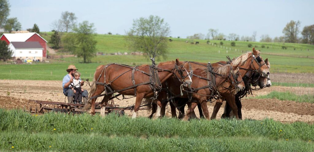 Amish man with horses plowing farm field