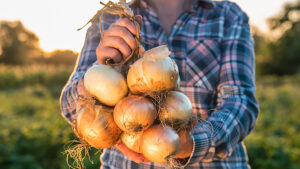 food preservation: braiding onions
