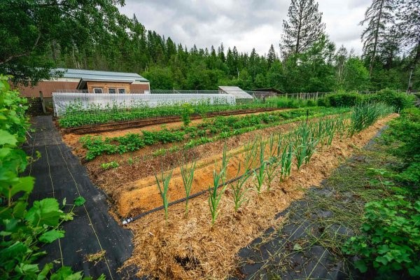 Homesteading Family Farm