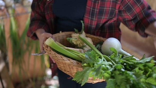 Harvesting produce from farm homestead