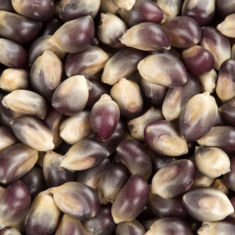 Blue popcorn kernels for popping