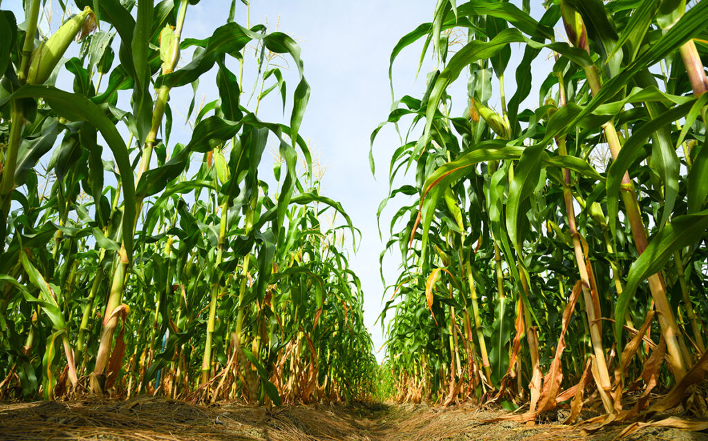 Corn growing in field