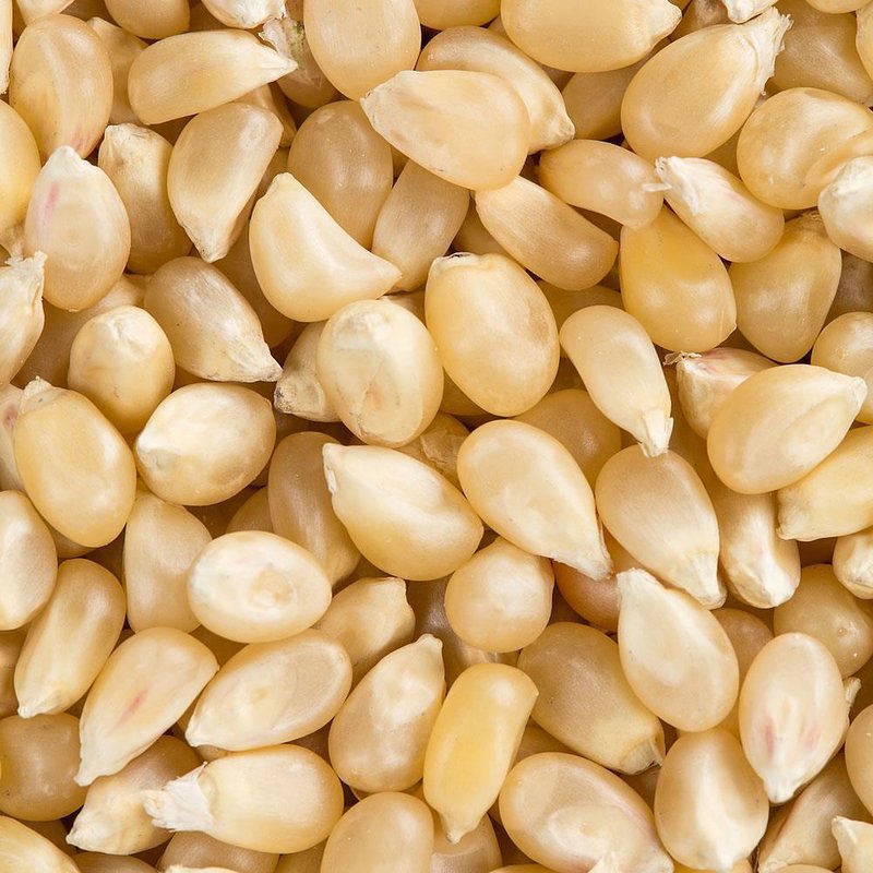 White popcorn kernels for popping