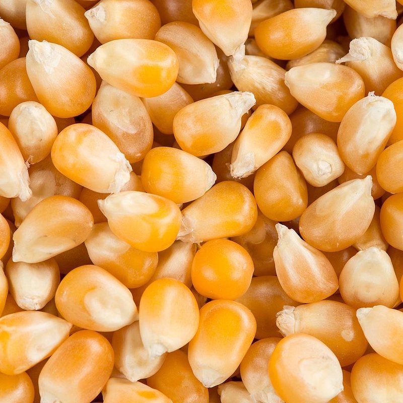 Yoder's Yellow Popcorn Kernels for Popping