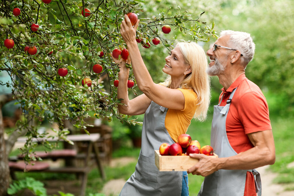 A couple picking apples in an apple orchard